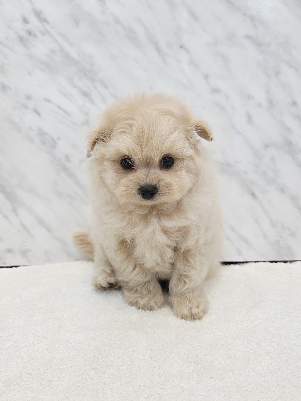 トイプードル×ポメラニアンの写真