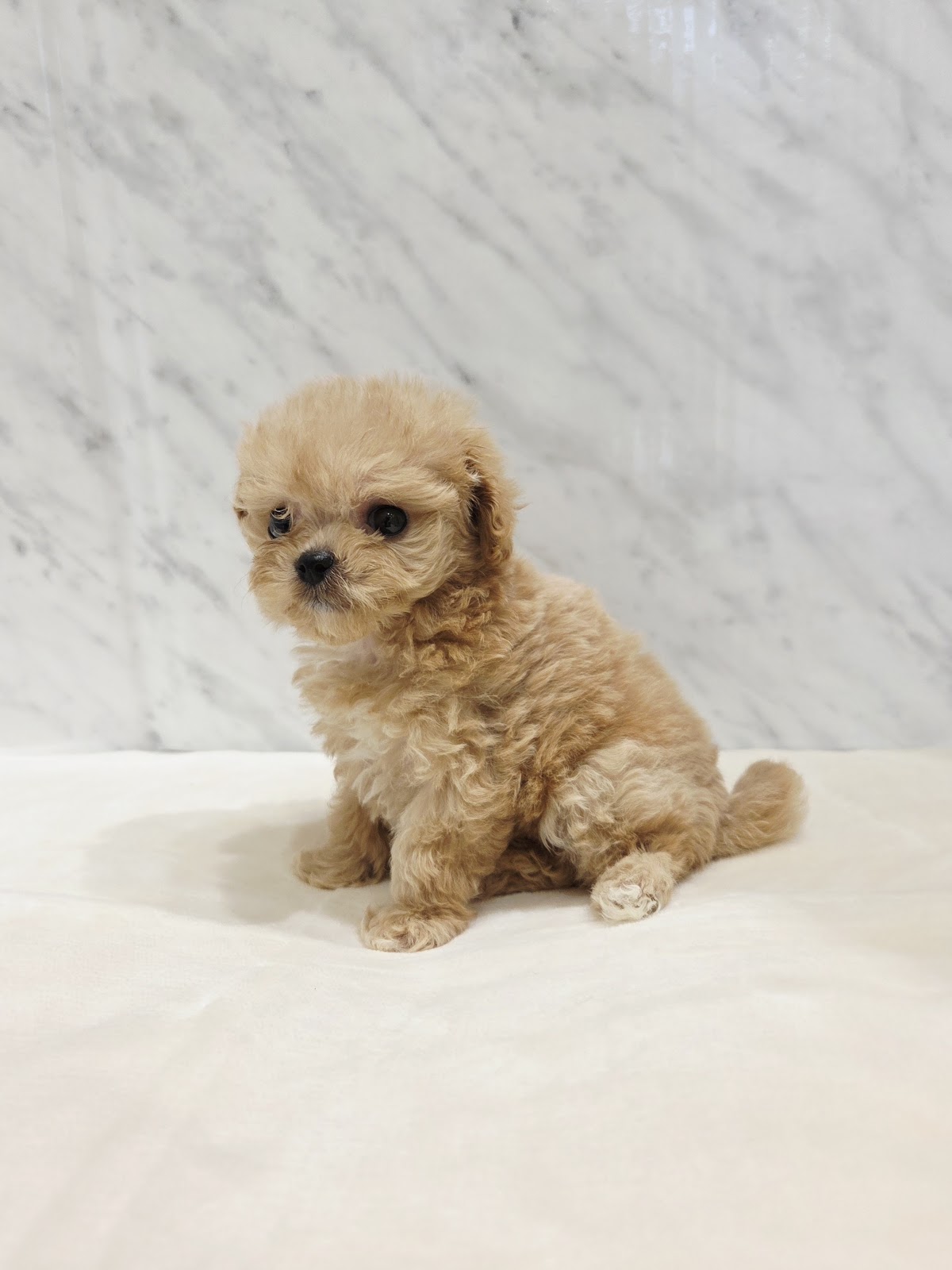 トイプードル×マルチーズの写真3