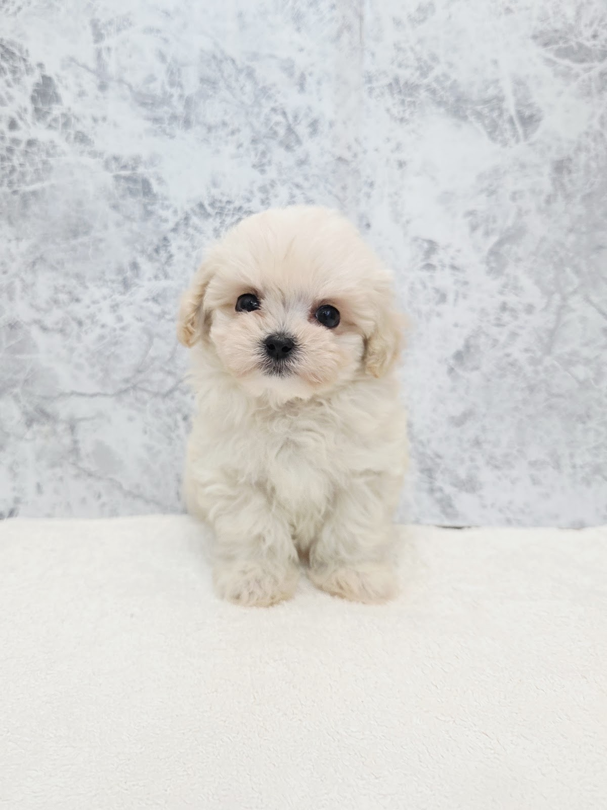 トイプードル×マルチーズの写真