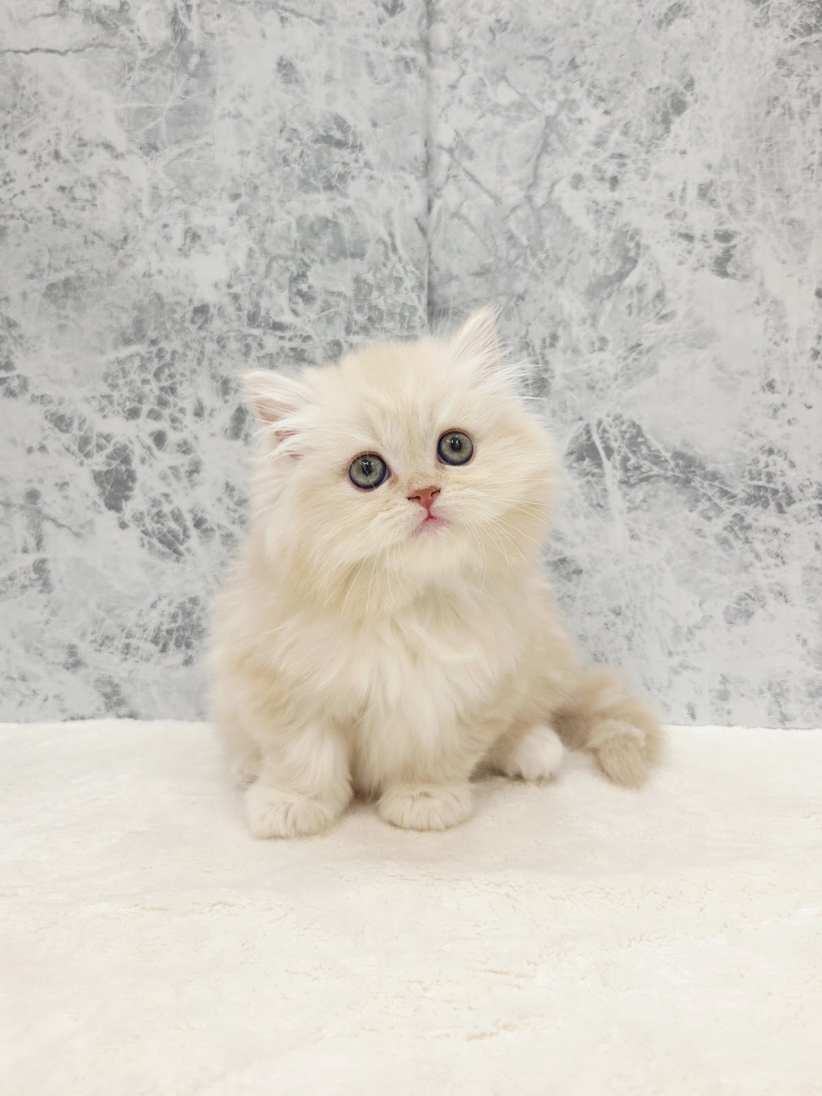 ラガマフィンの写真3