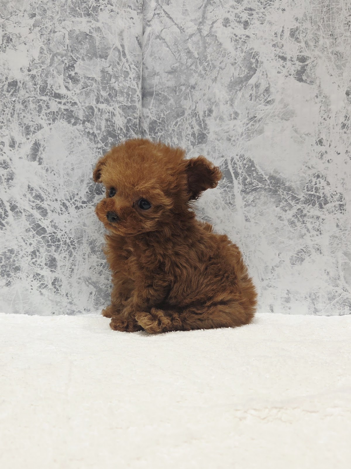 マイクロティーカッププードルの写真3