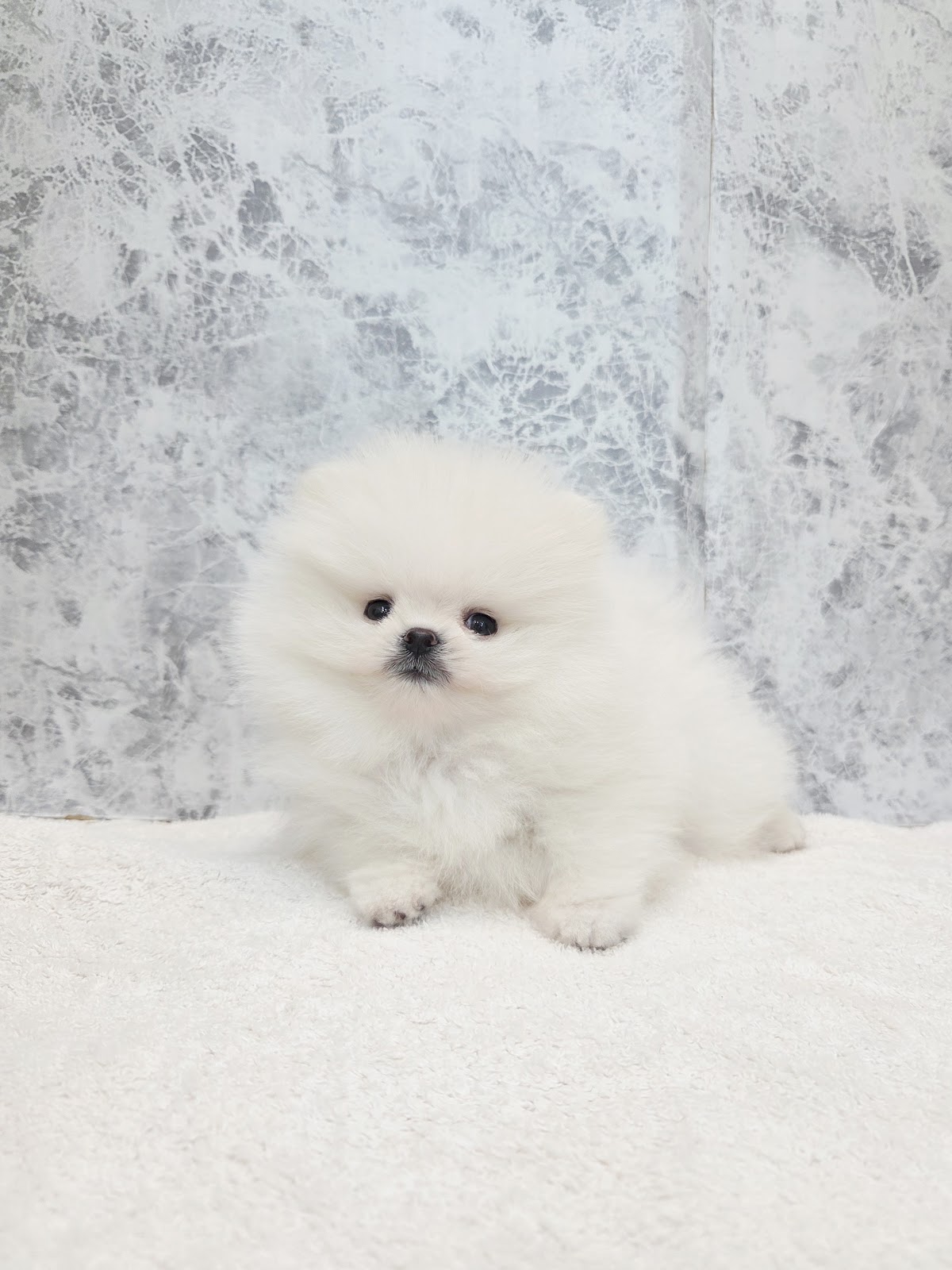 ポメラニアンの写真3