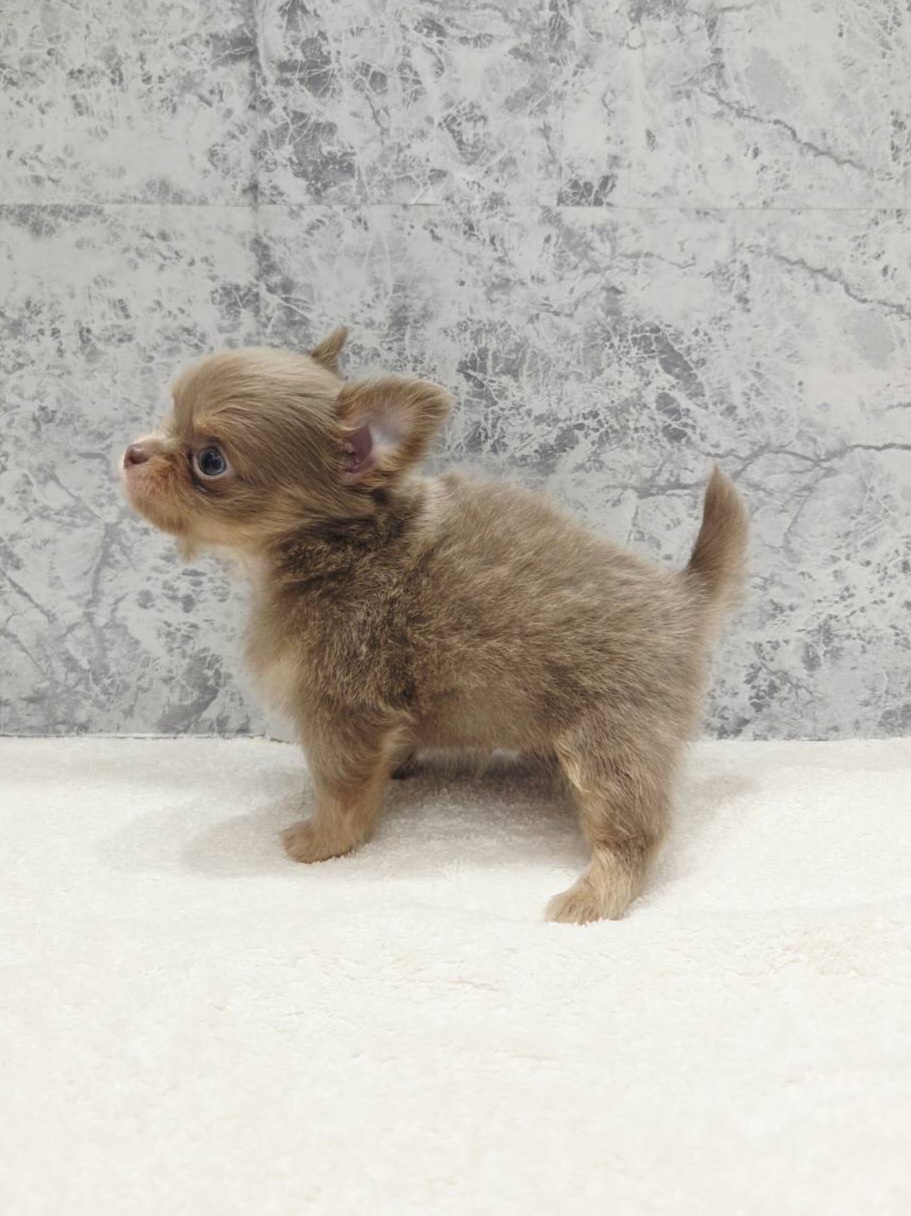 ロングコートチワワの写真2