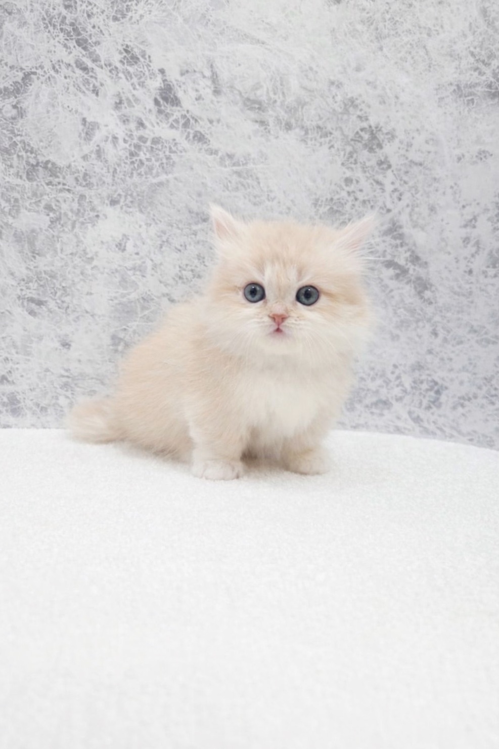 ミヌエットの写真3