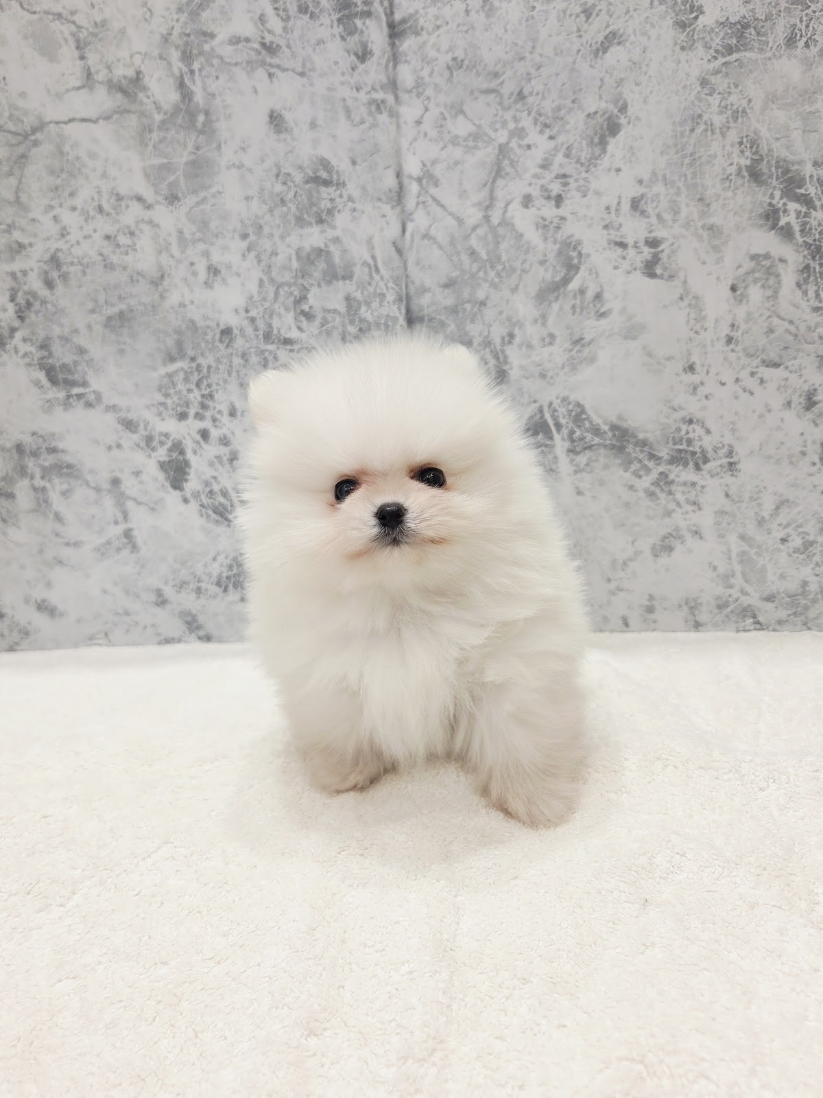 ポメラニアンの写真