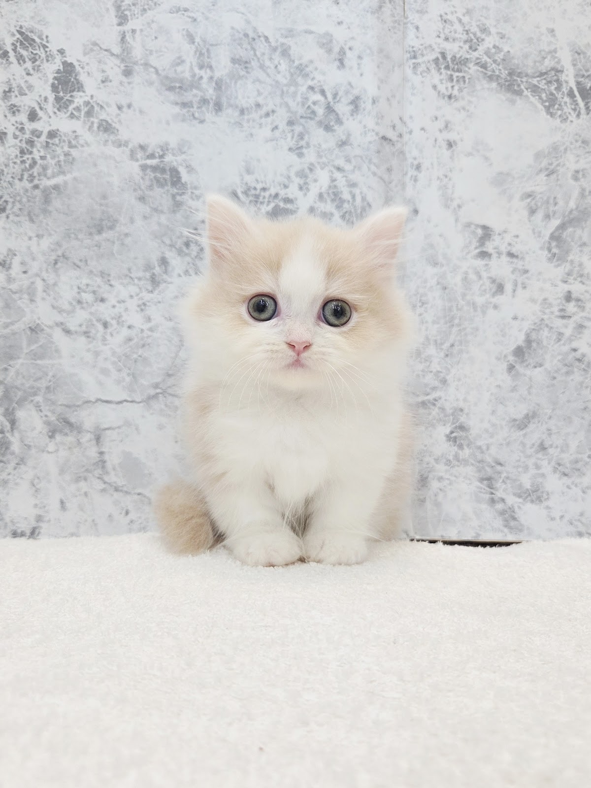 ミヌエットの写真