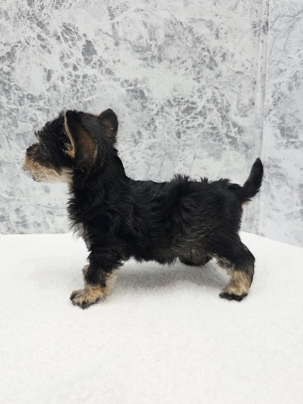 ミニチュアシュナウザー×ヨークシャーテリアの写真2