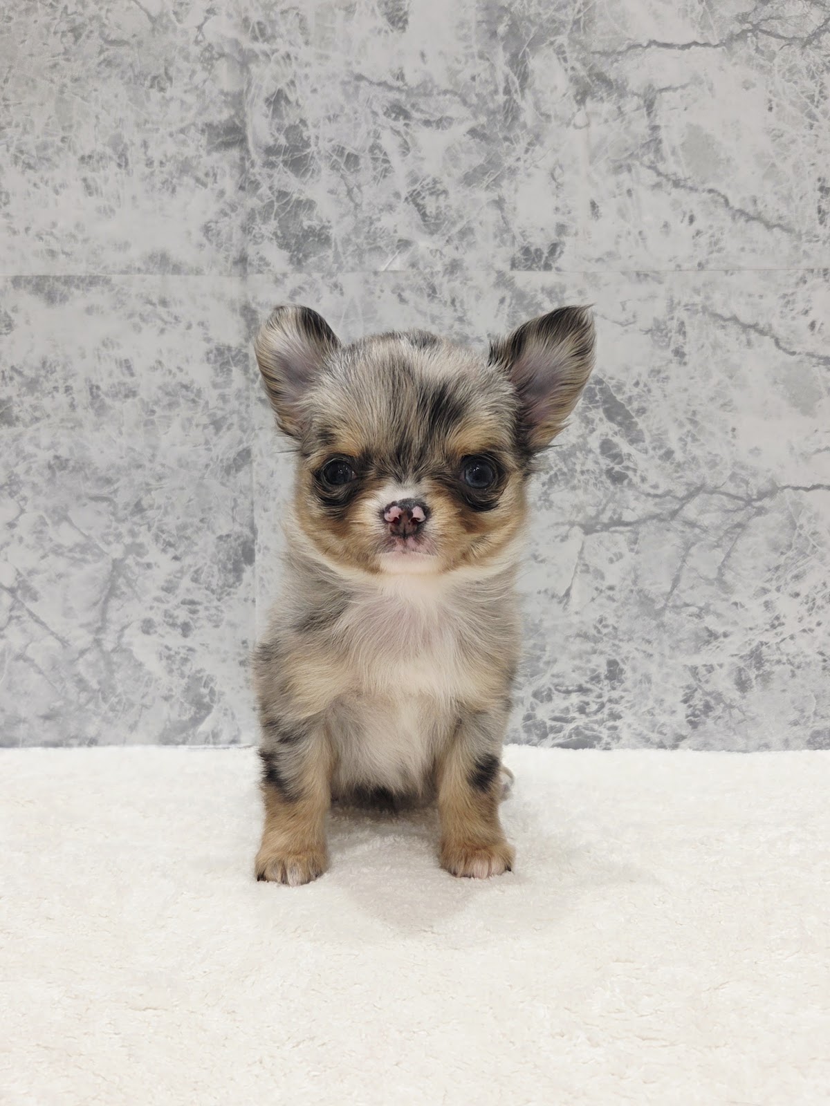 ロングコートチワワ