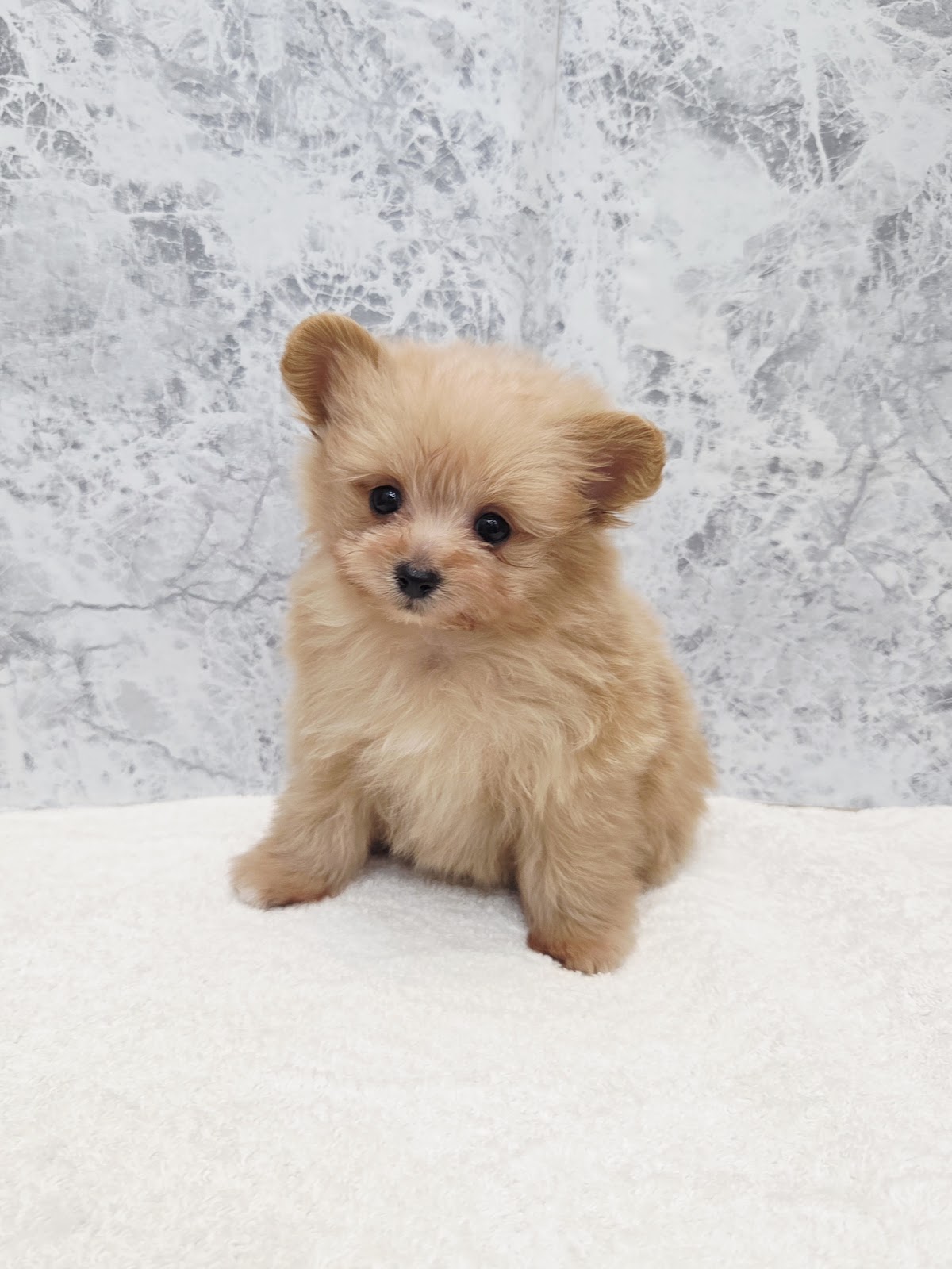 トイプードル×ポメラニアンの写真3