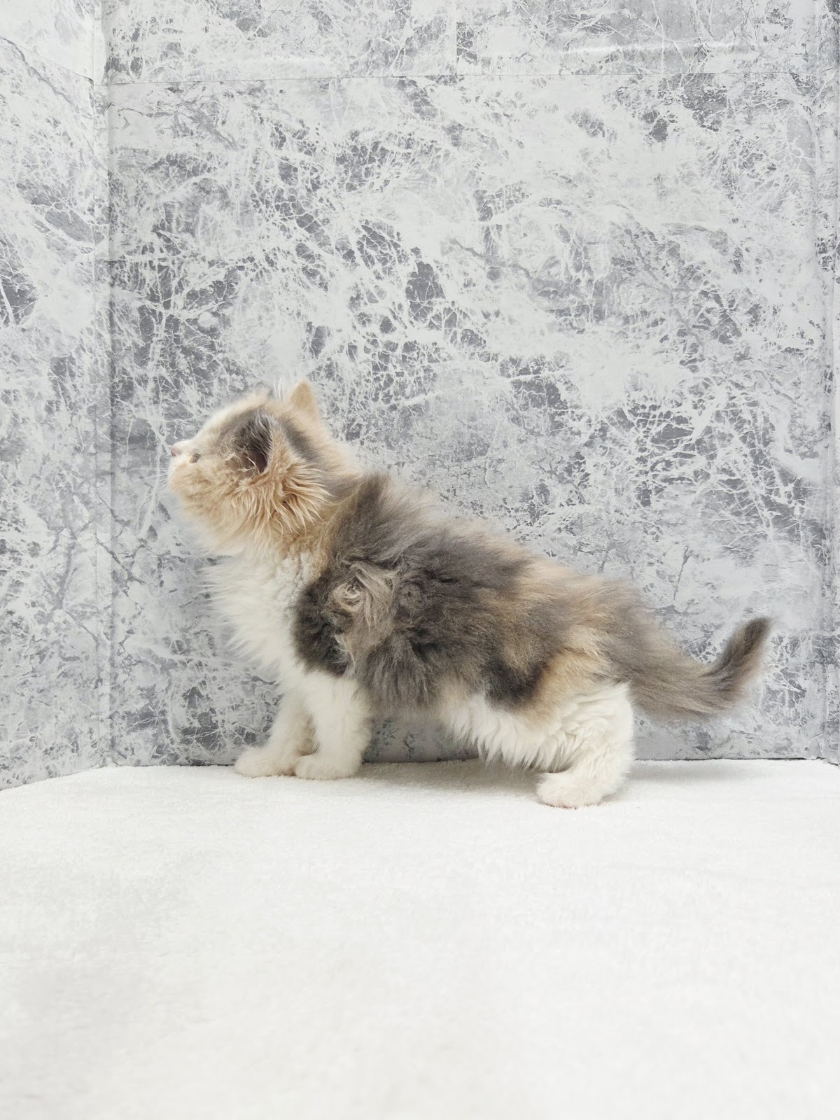 サイベリアンの写真2