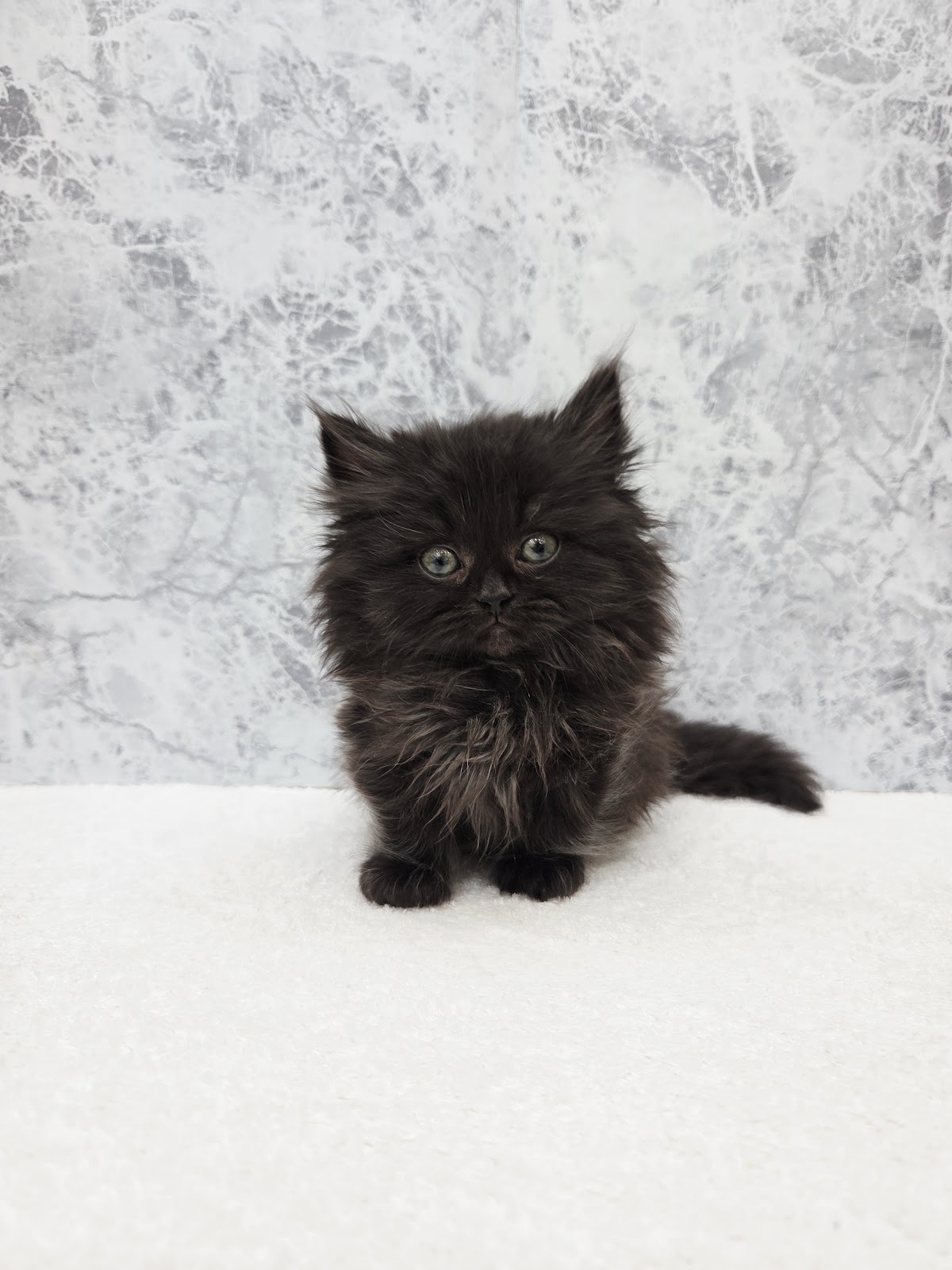 ミヌエットの写真