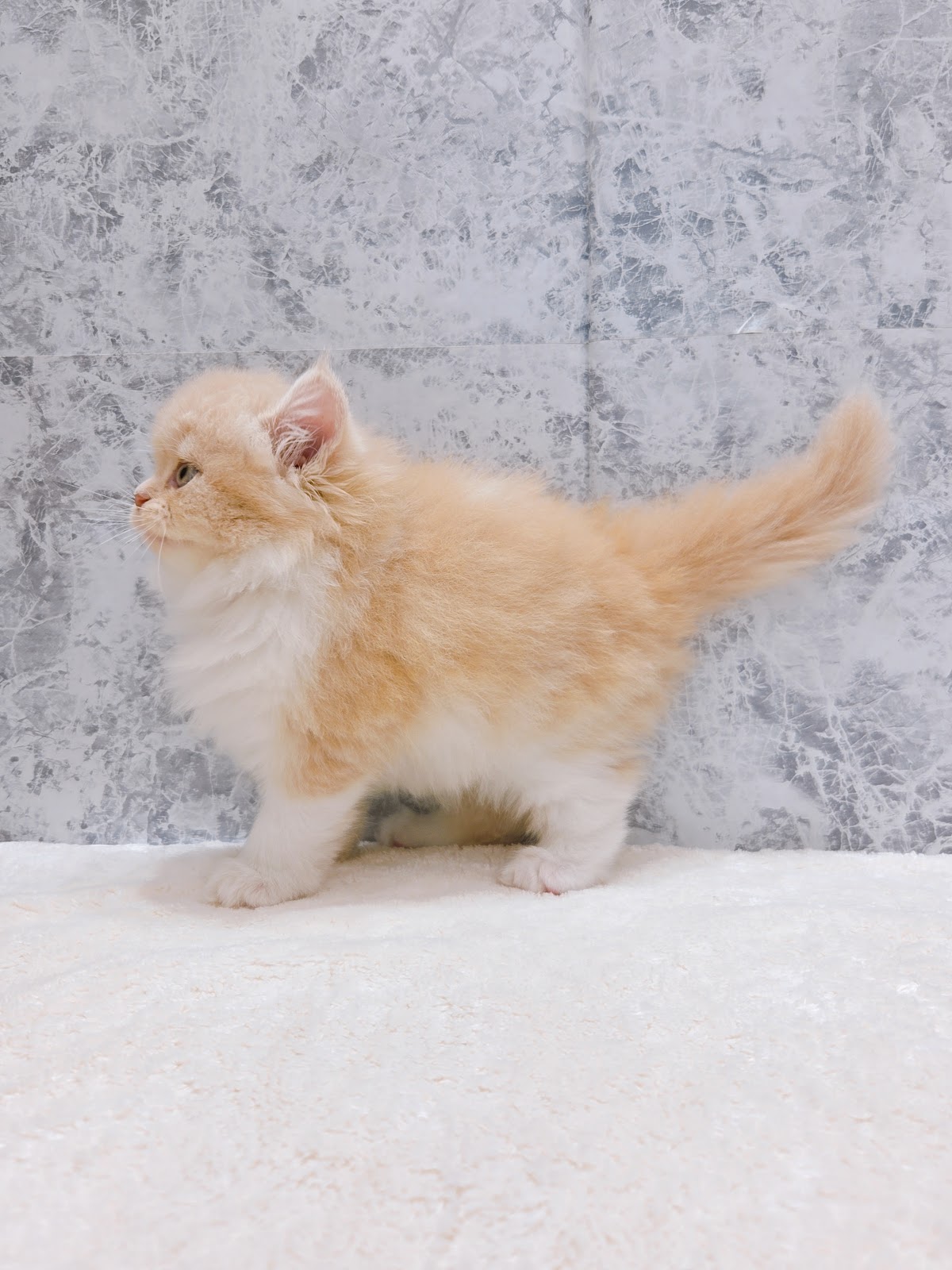 サイベリアンの写真2