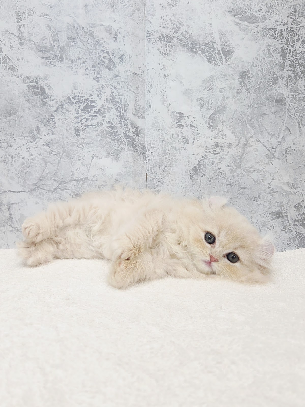 アメリカンカールの写真3