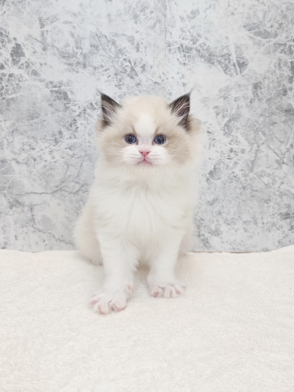 ラグドールの写真