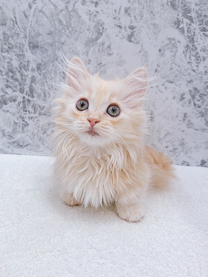 マンチカンの写真3