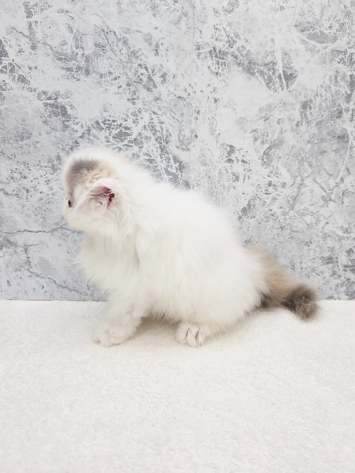 エキゾチックの写真2