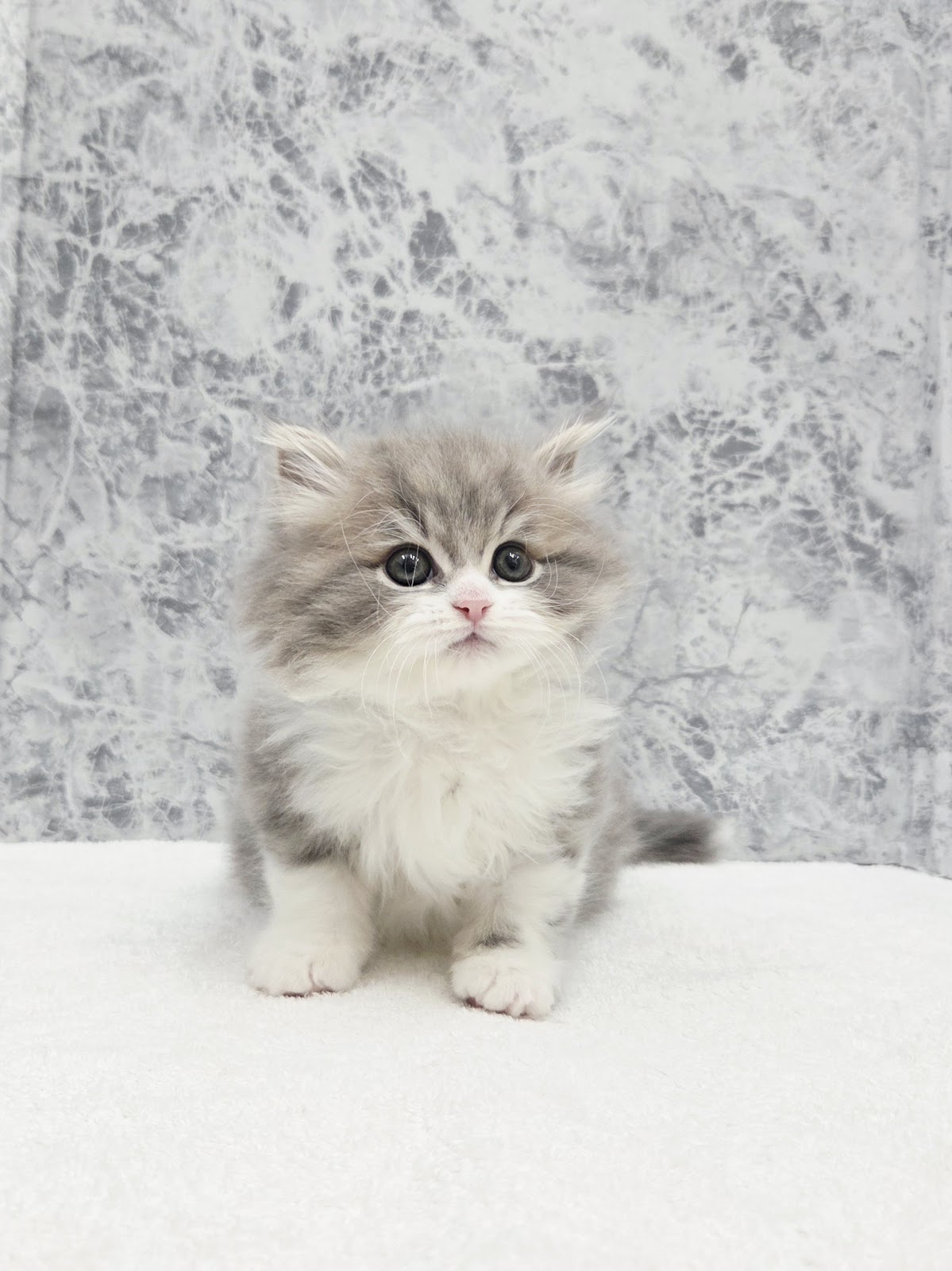 サイベリアンの写真3