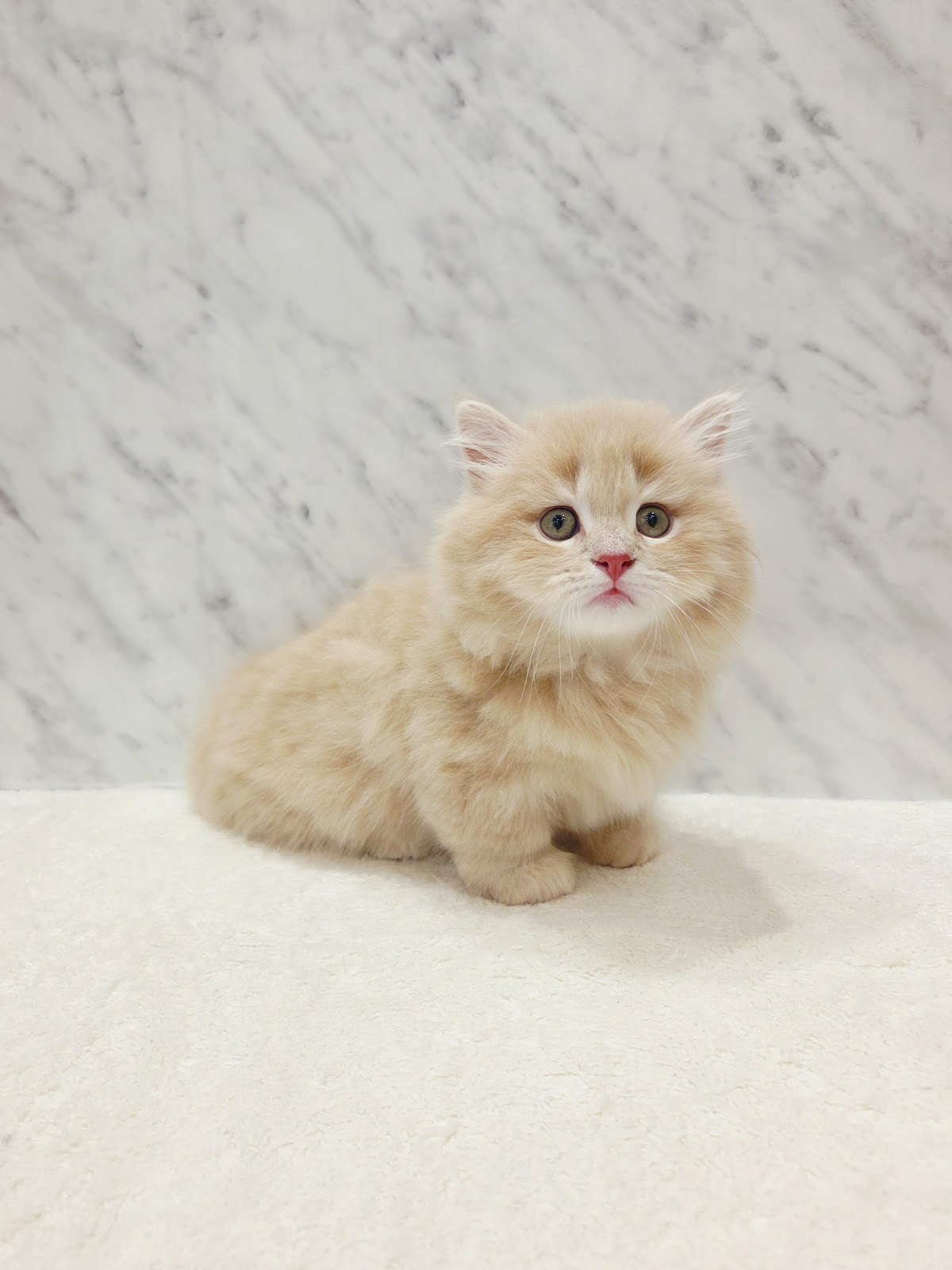 マンチカンの写真3