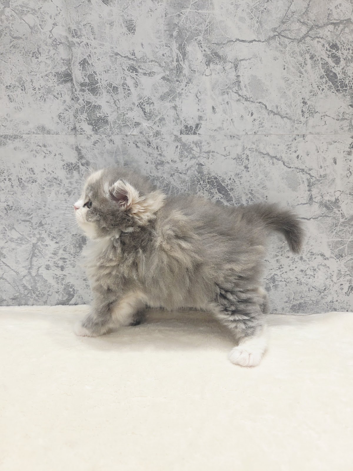 ラガマフィンの写真2