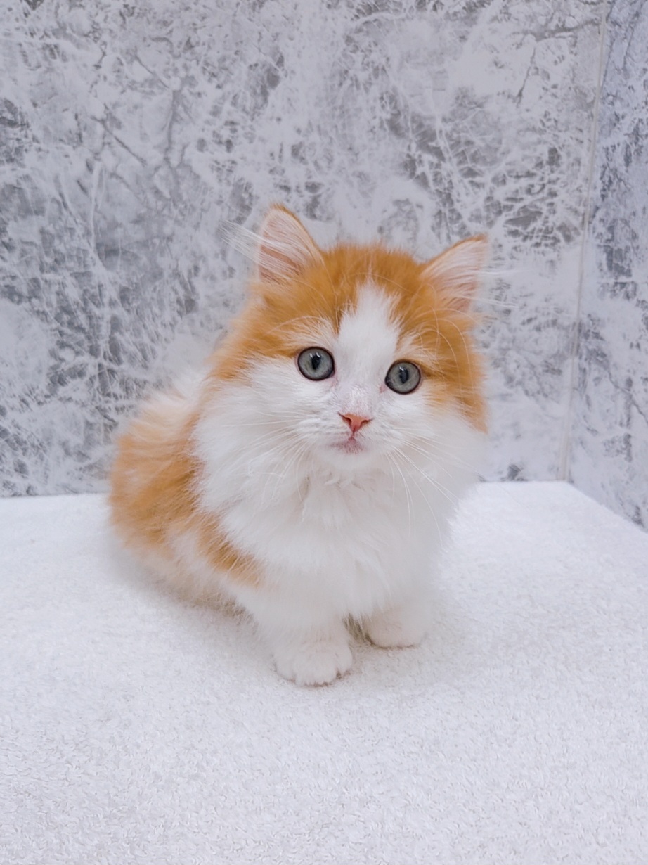 ミヌエットの写真