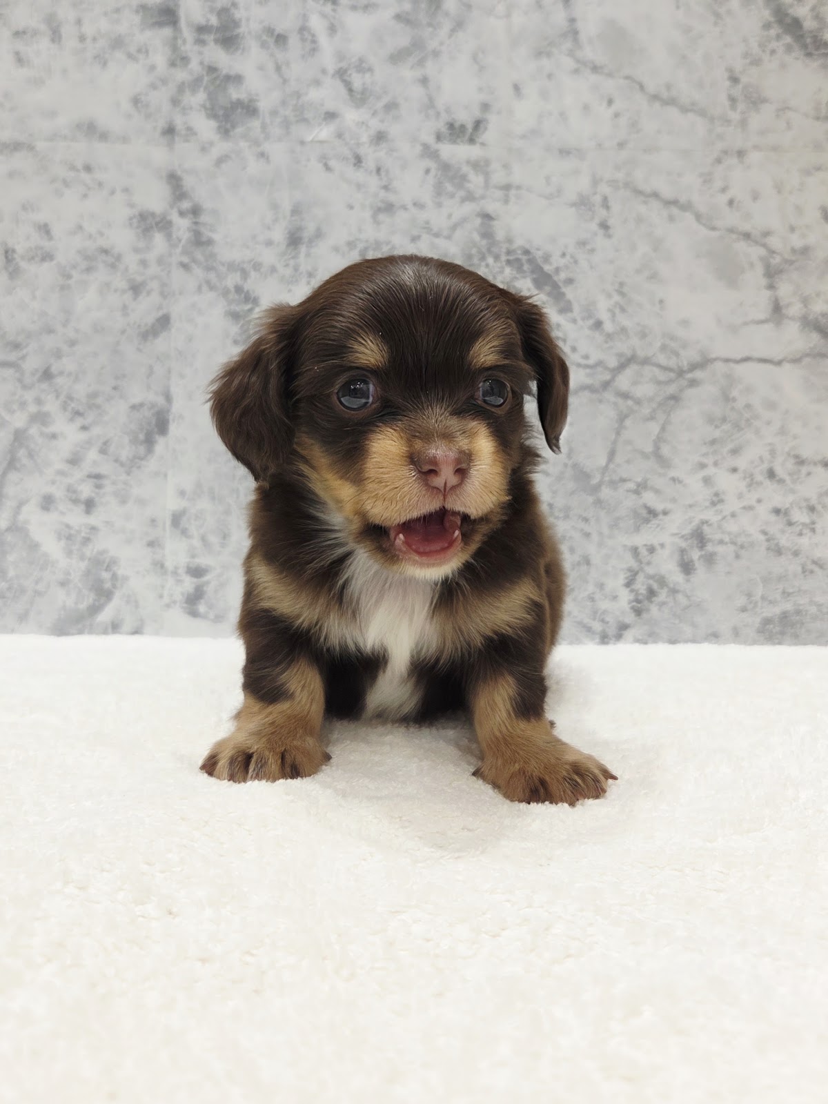 ダックスフンド×チワワの写真3