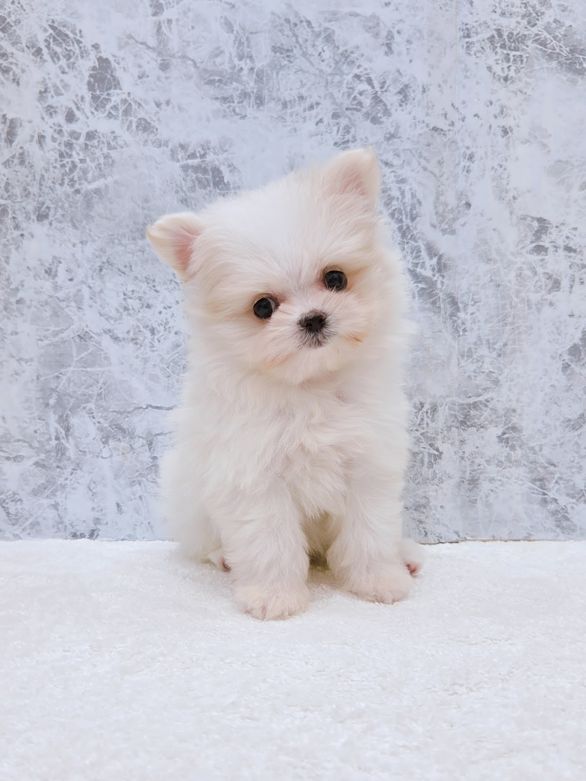 マルチーズ×ポメラニアンの写真