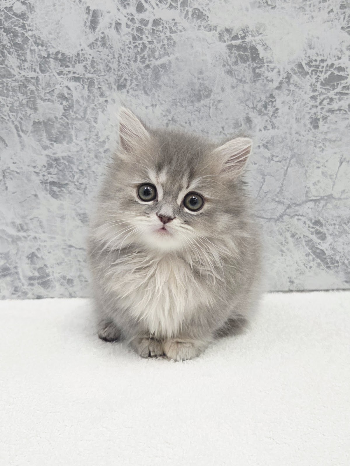 ミヌエットの写真