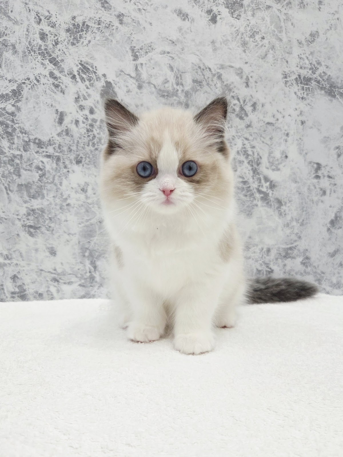 ラグドールの写真