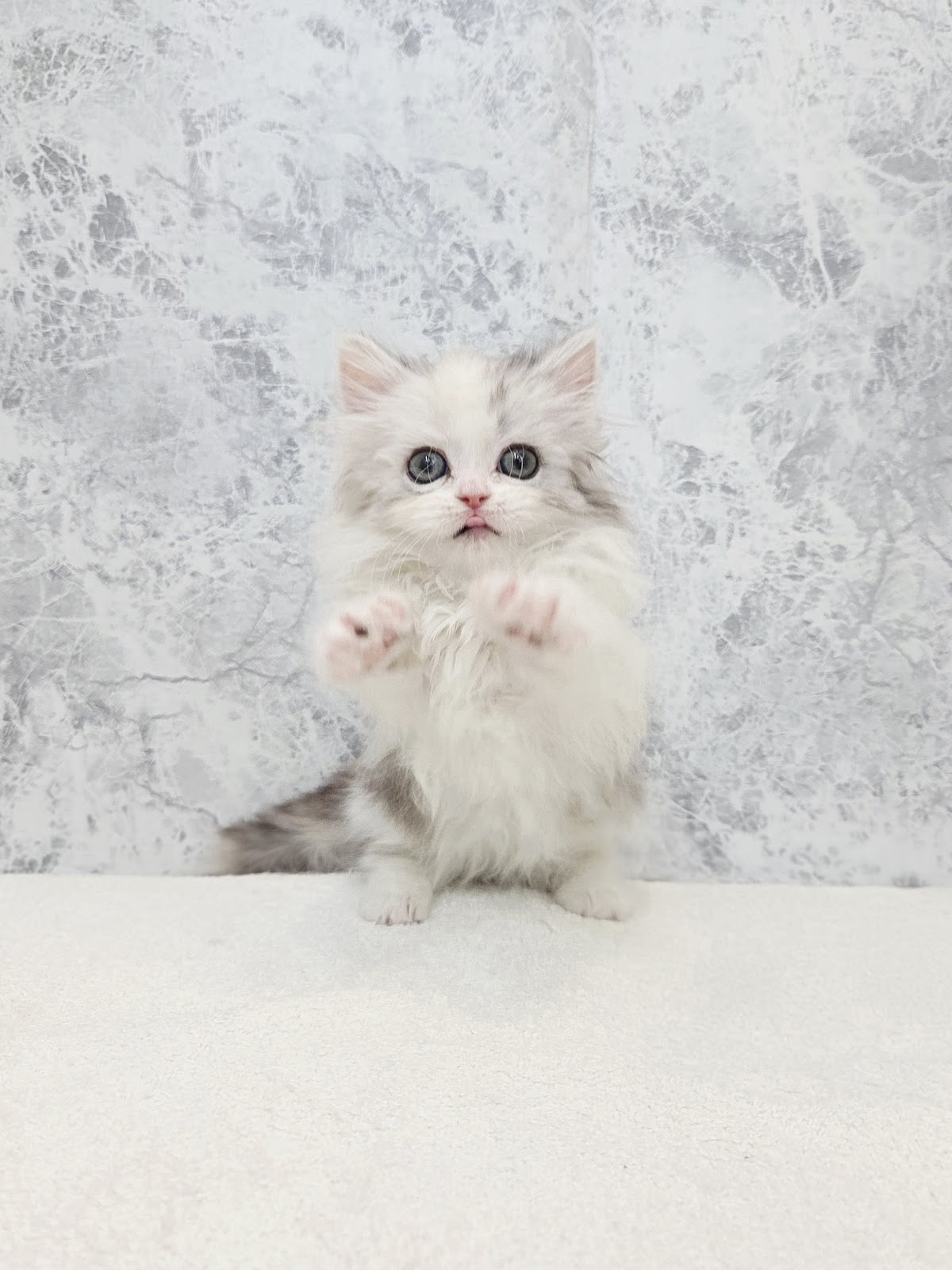 ミヌエットの写真3