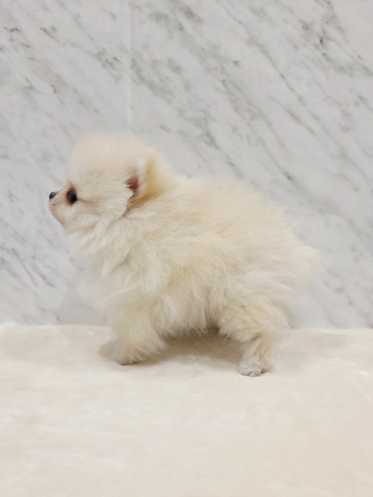 ポメラニアンの写真2