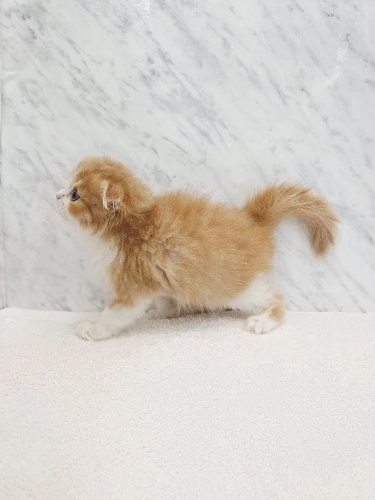 スコティッシュ・フォールドの写真2