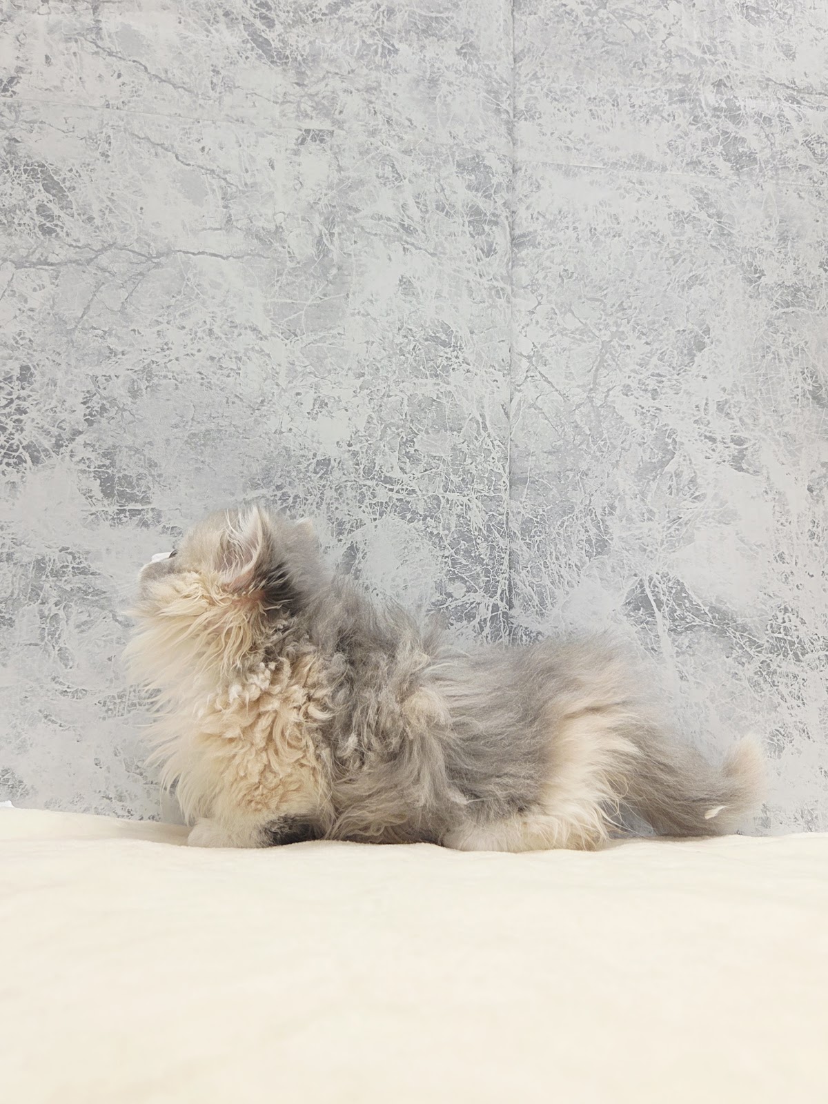 マンチカンの写真2