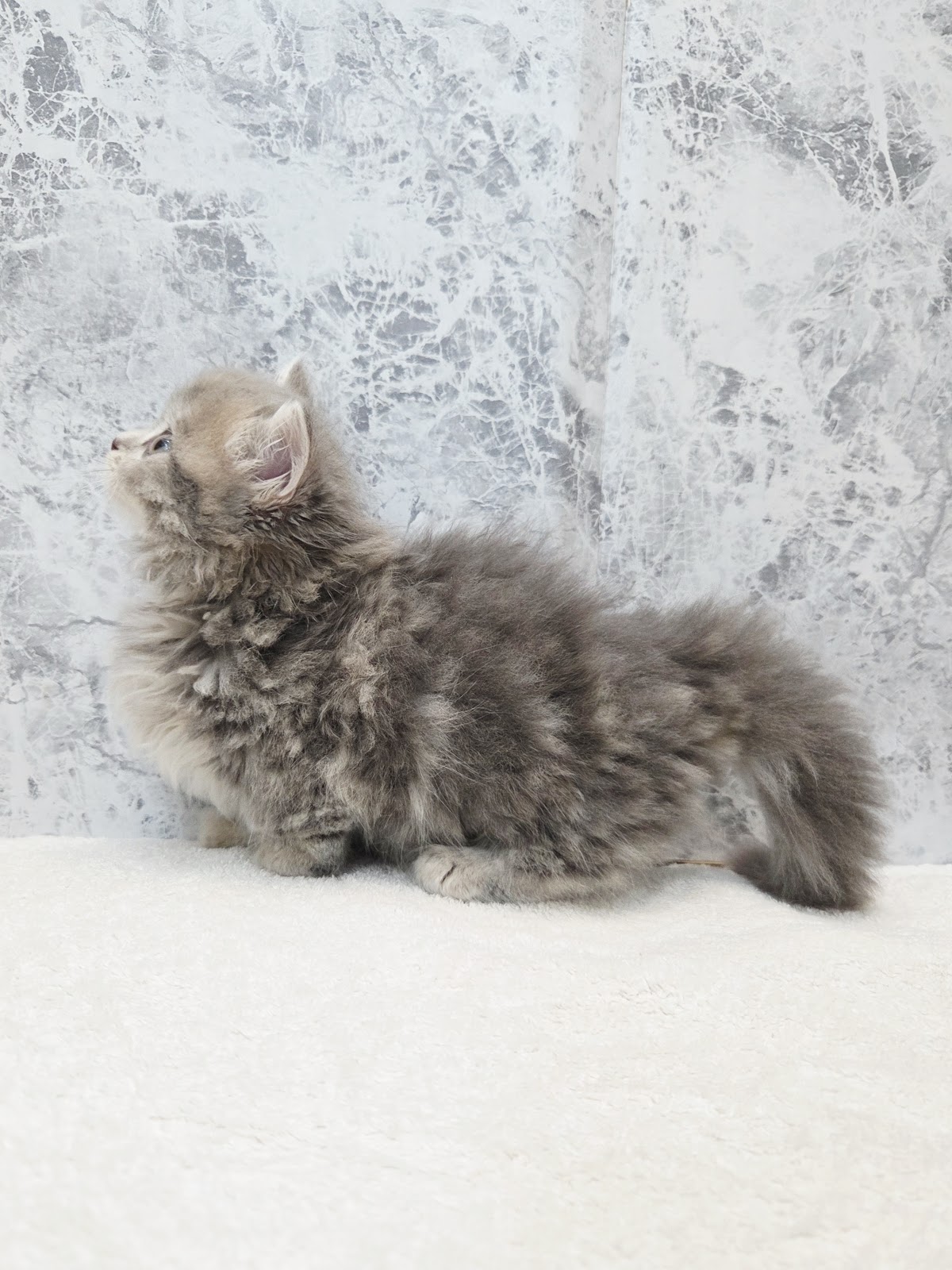 ミヌエットの写真2