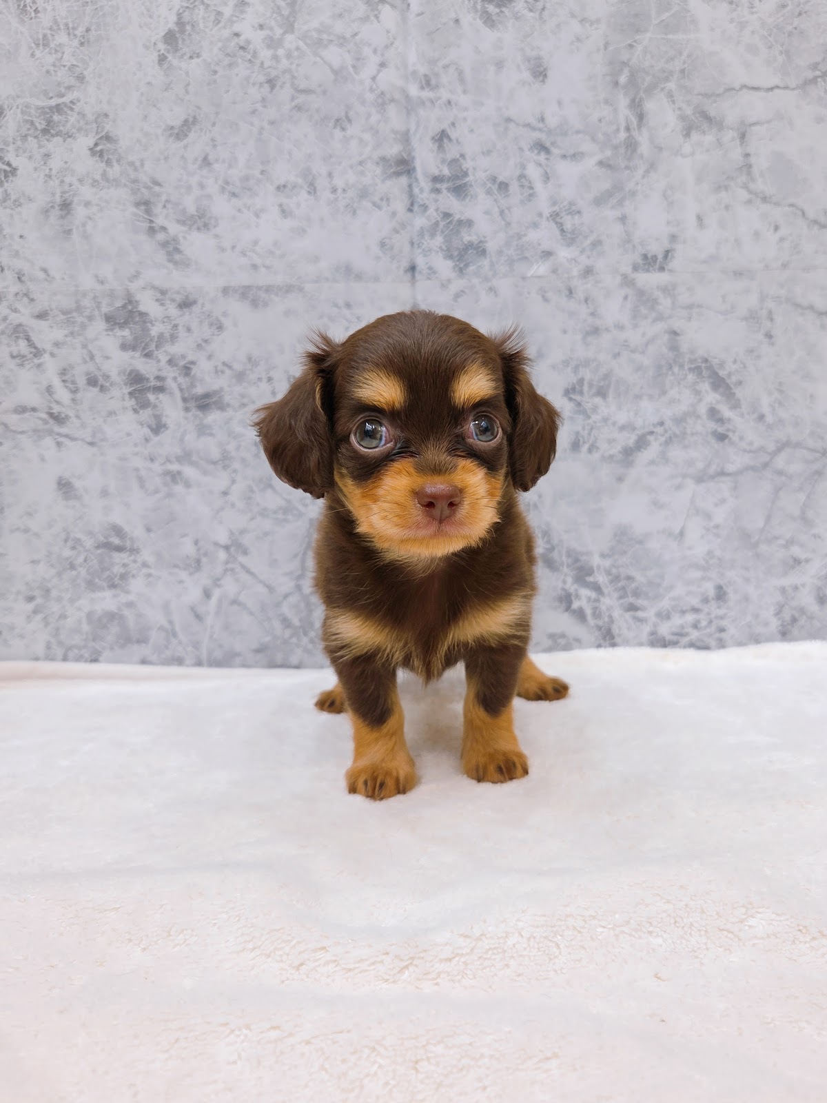 チワワ×ミニチュアダックスフンドの写真