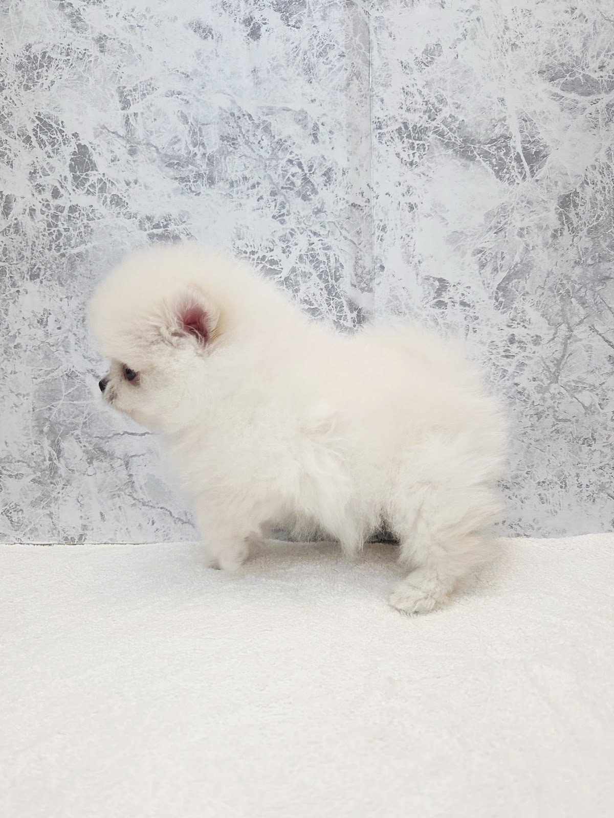 ポメラニアンの写真2