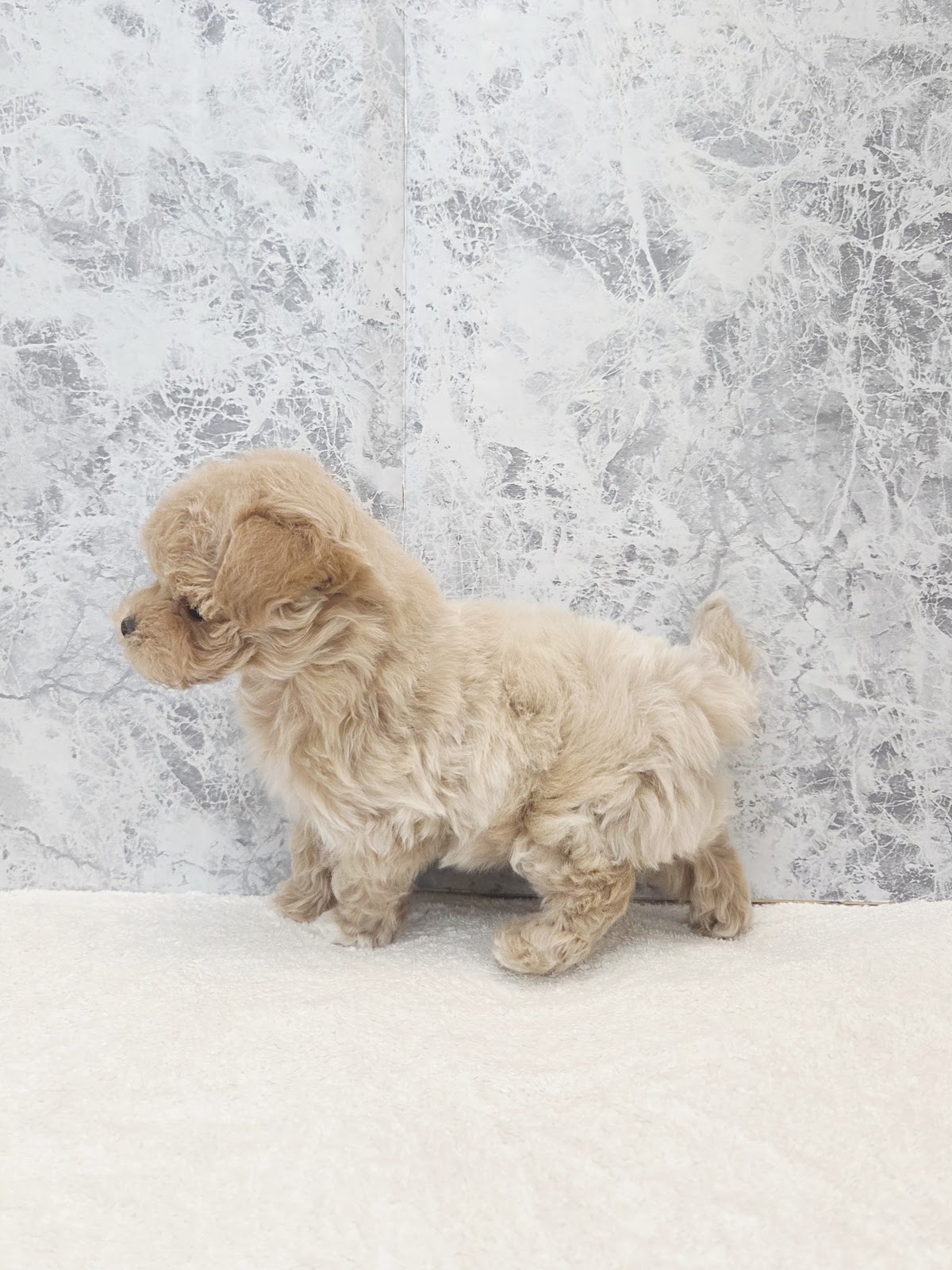 トイプードル×マルチーズの写真2