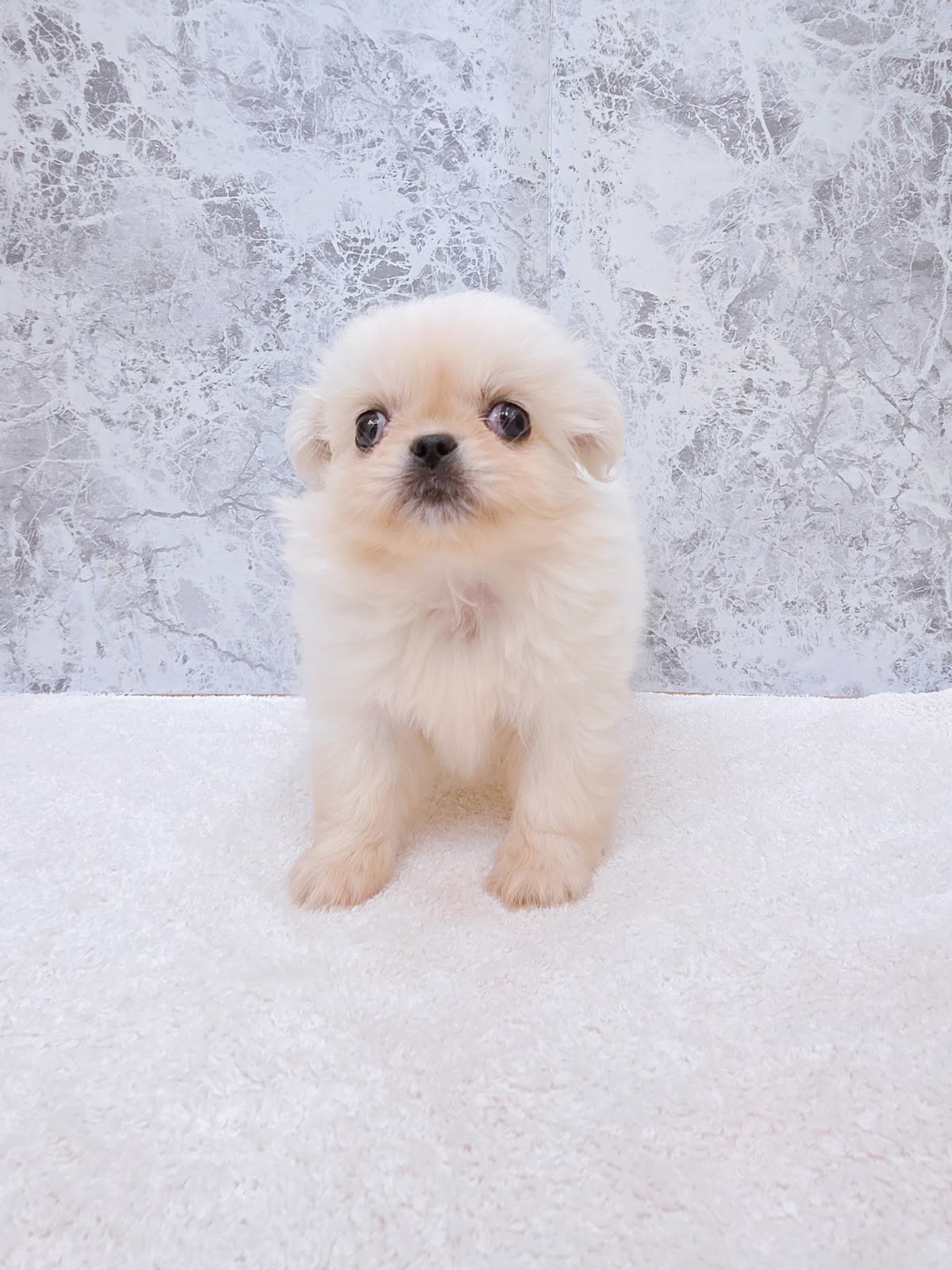 ペキニーズの写真