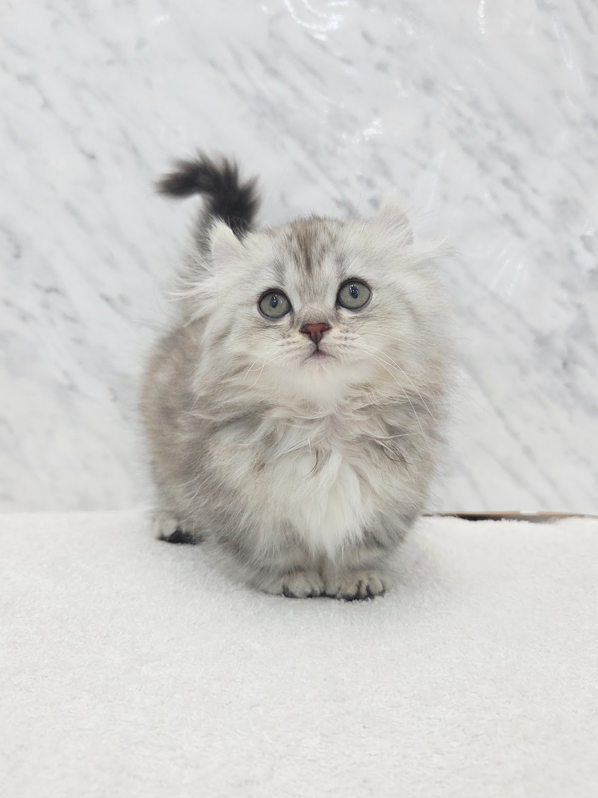 キンカローの写真3