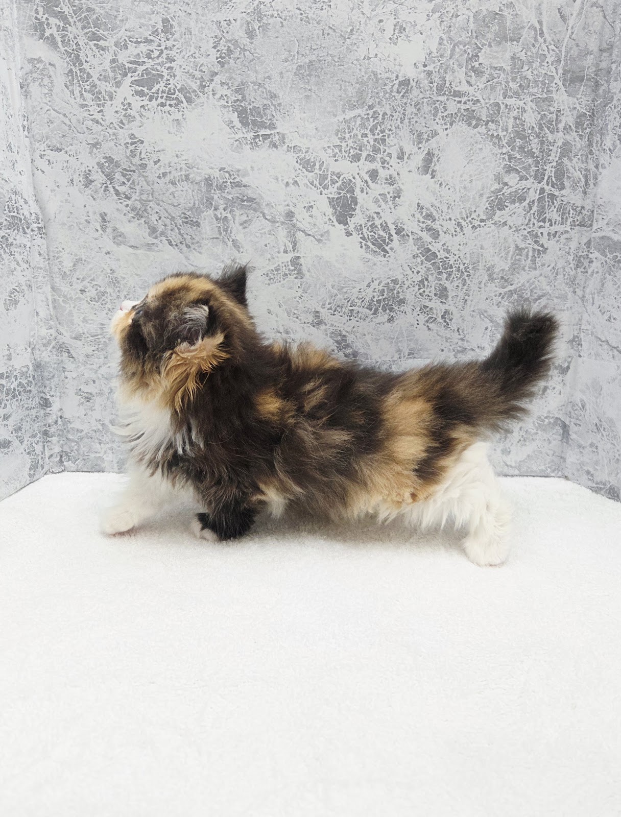 ミヌエットの写真2