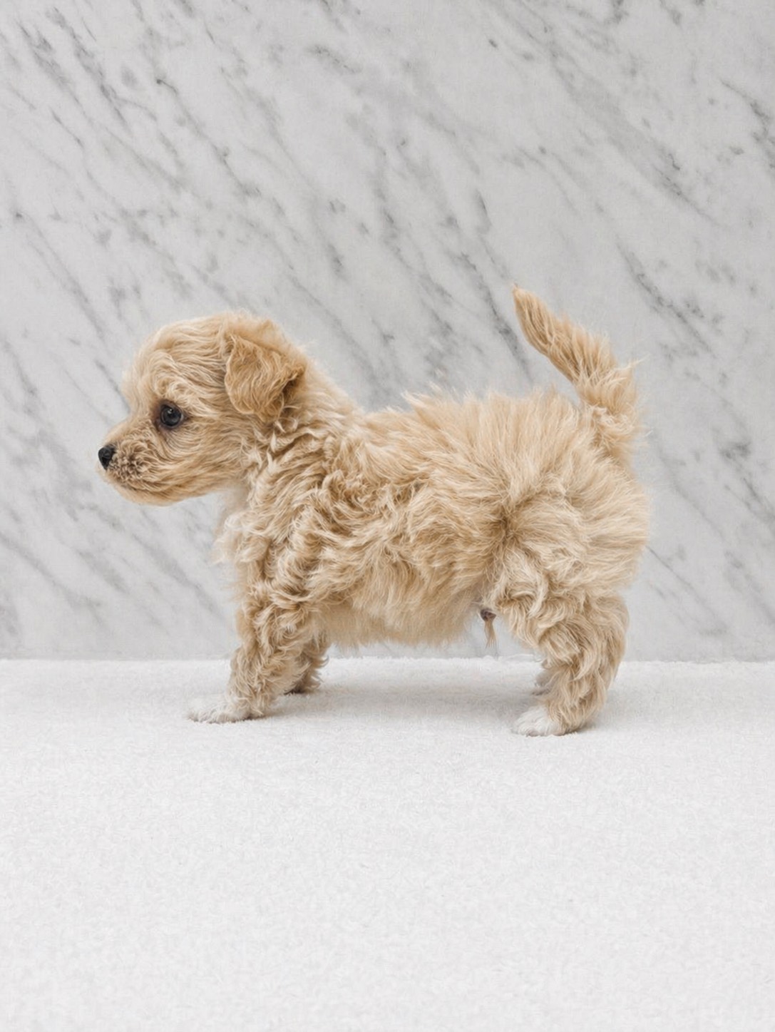 トイプードル×マルチーズの写真2