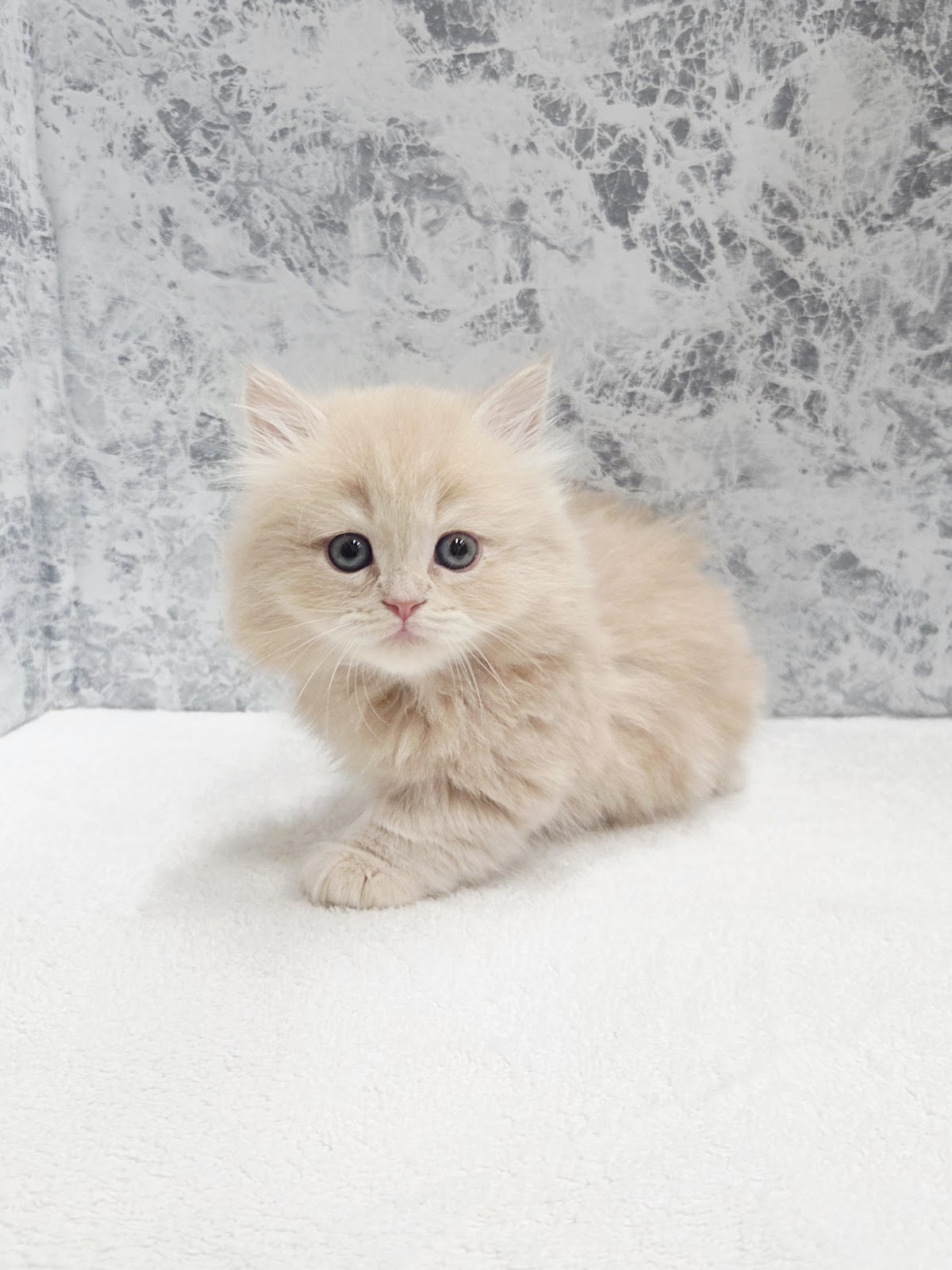 ミヌエットの写真3