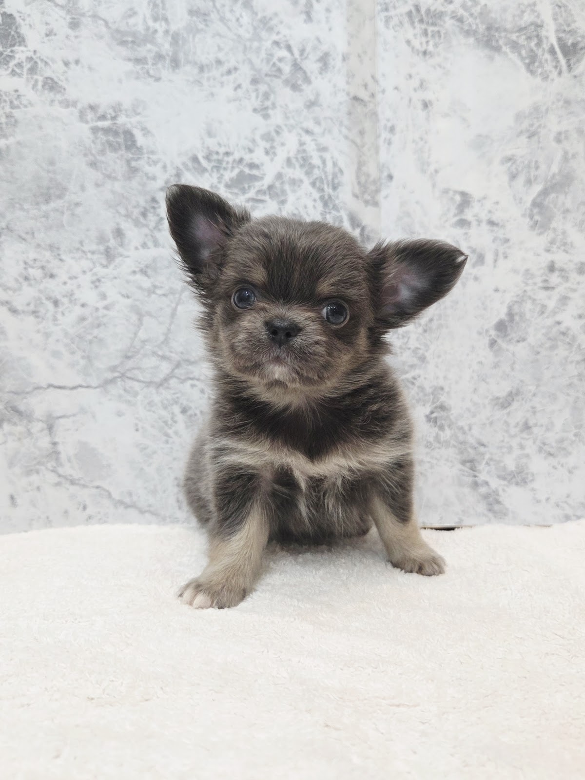 ロングコートチワワの写真