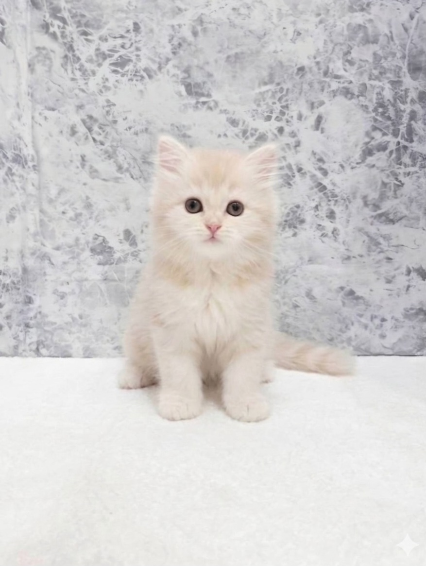 サイベリアンの写真