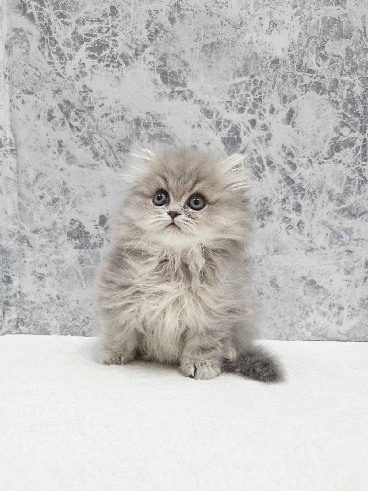 ラガマフィンの写真3