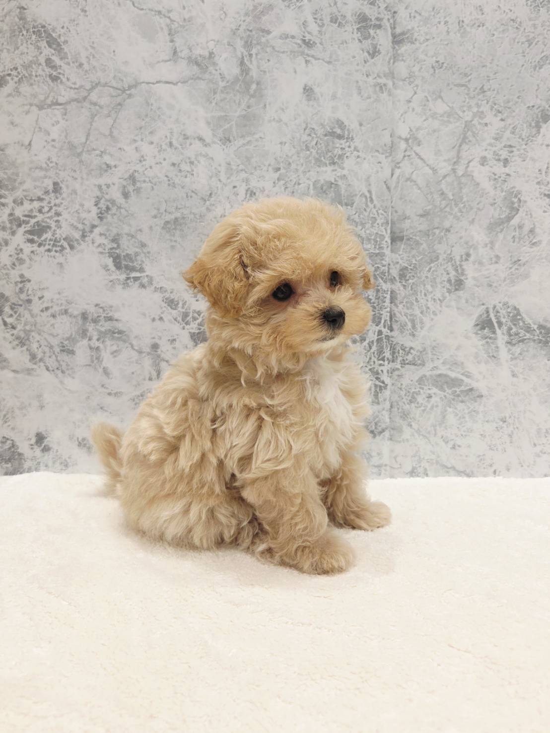 トイプードル×マルチーズの写真3