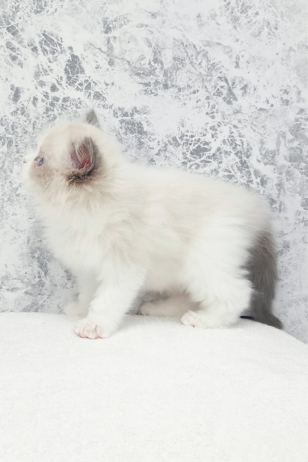 ラグドールの写真2