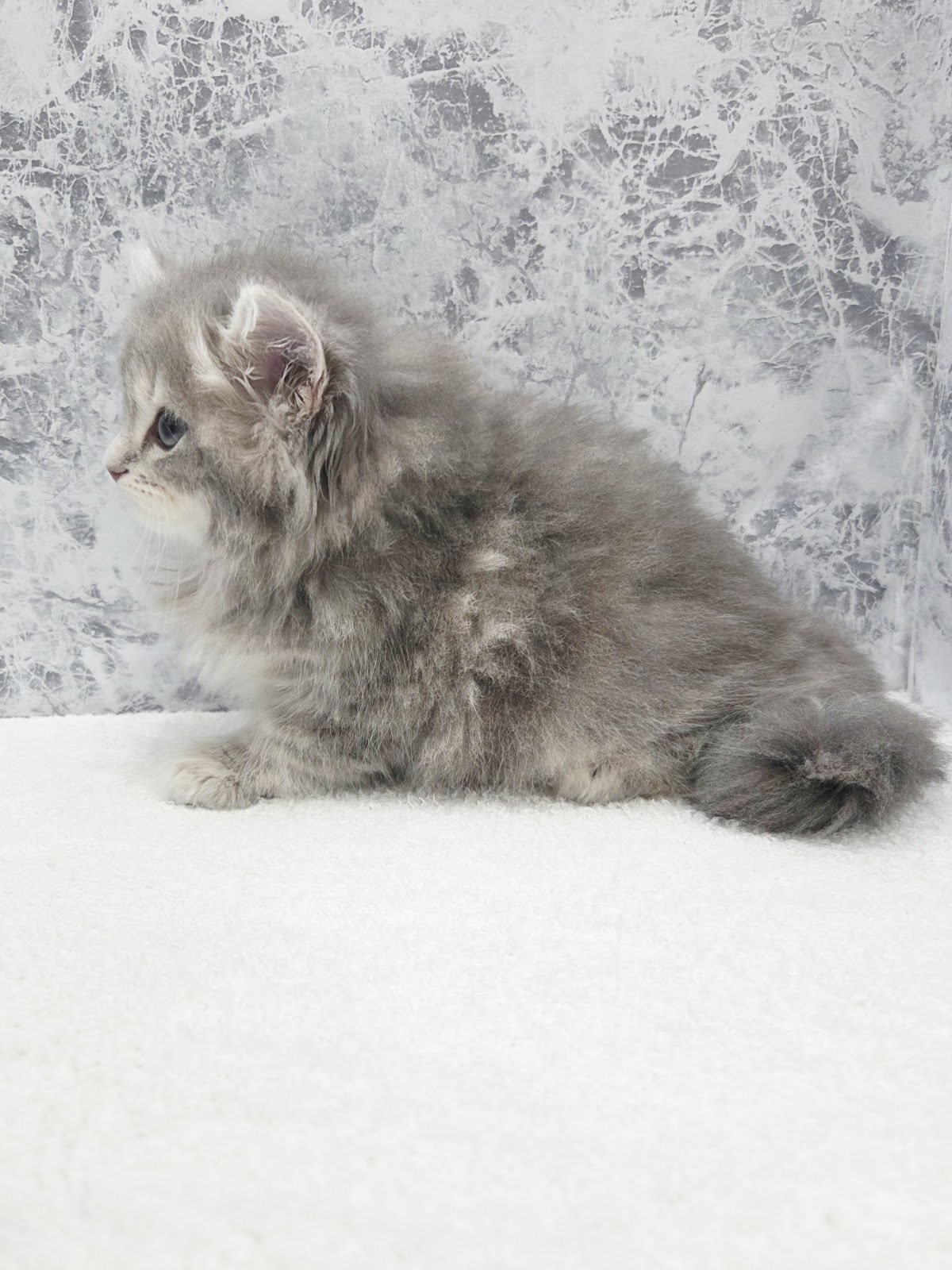 サイベリアンの写真2