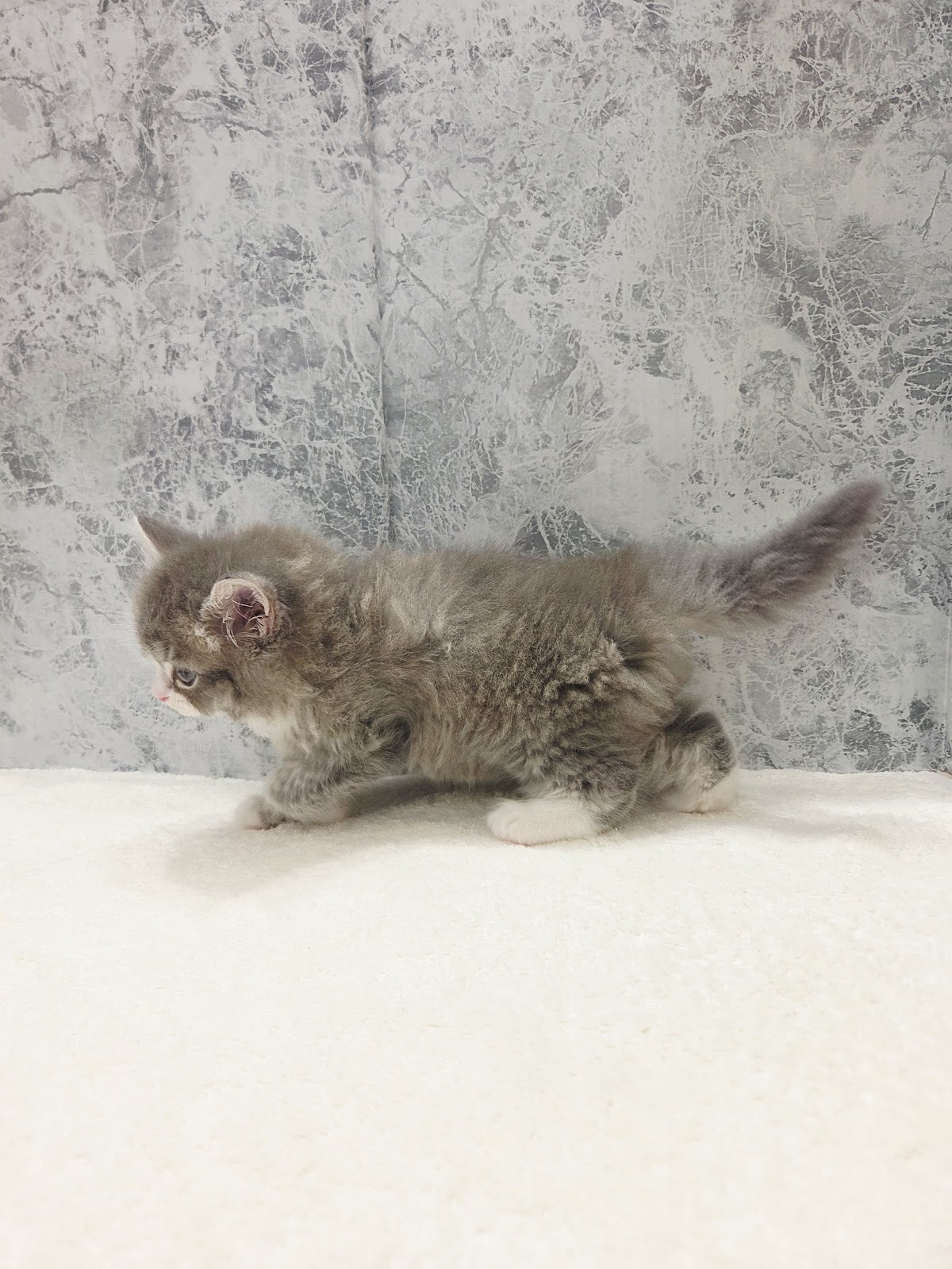 ラガマフィンの写真2