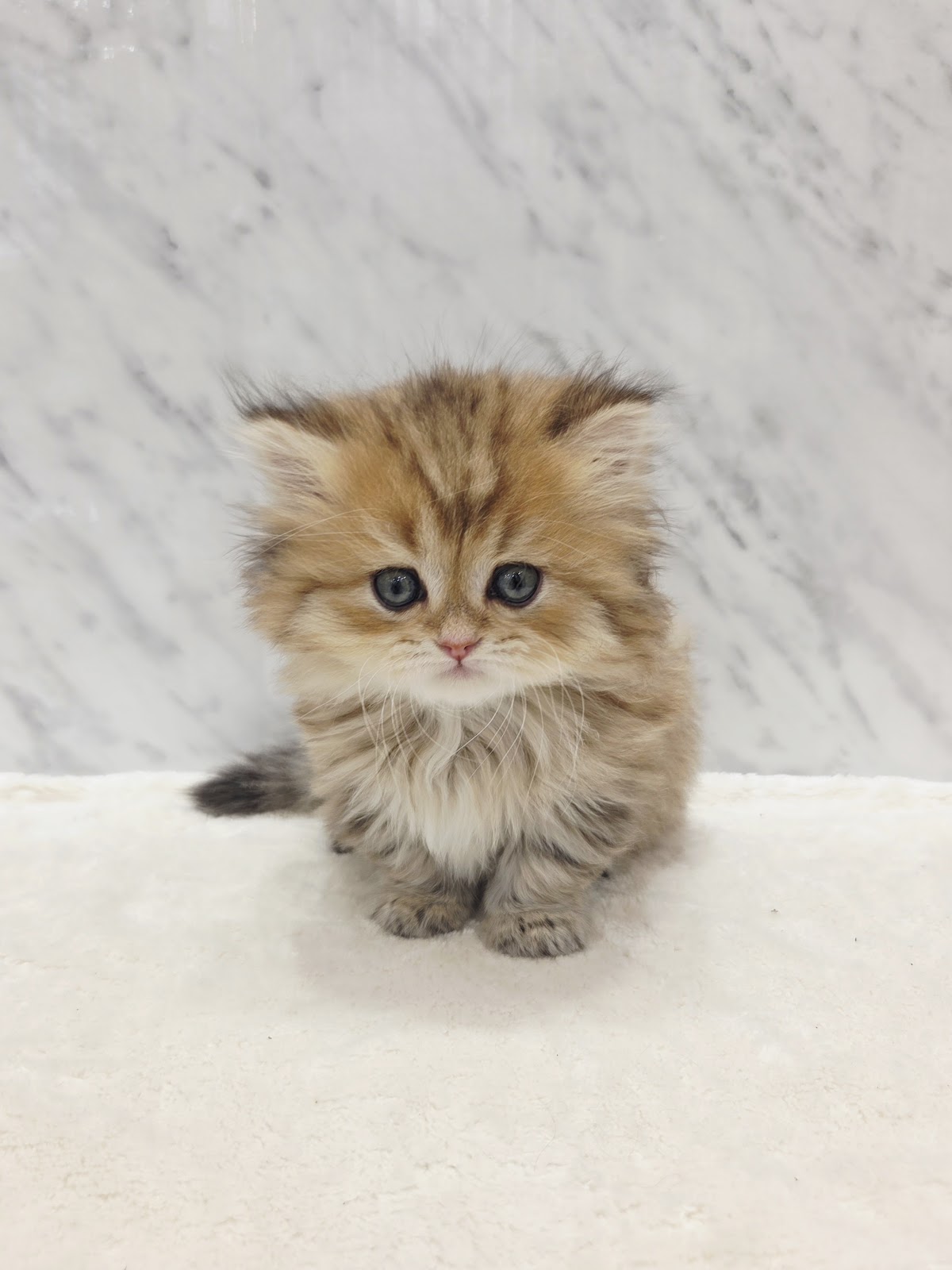 ミヌエットの写真