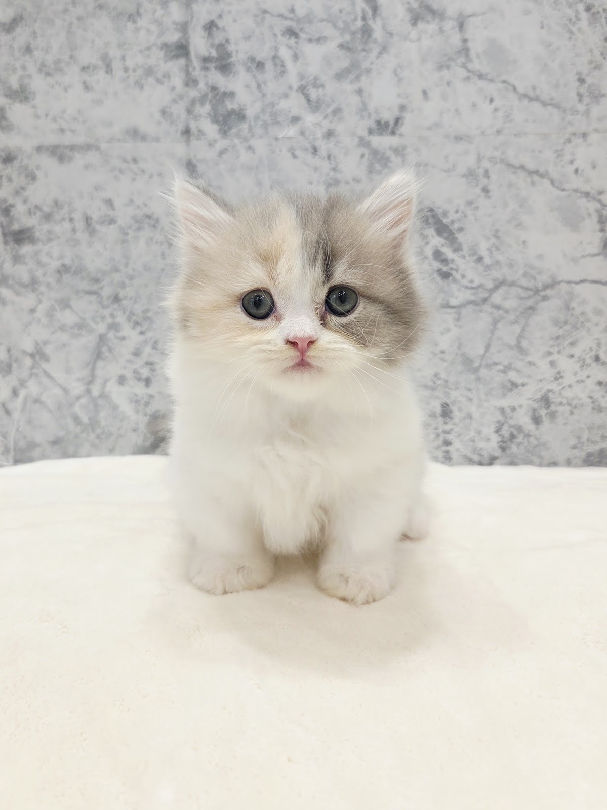 ミヌエットの写真